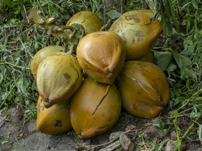 tender coconut