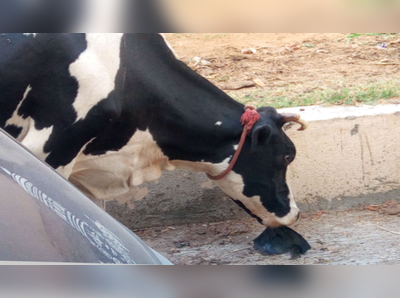 പാടത്ത് പശുക്കള്‍ കൂട്ടത്തോടെ ചത്ത നിലയില്‍; വിഷം കൊടുത്തതെന്ന്  സംശയം