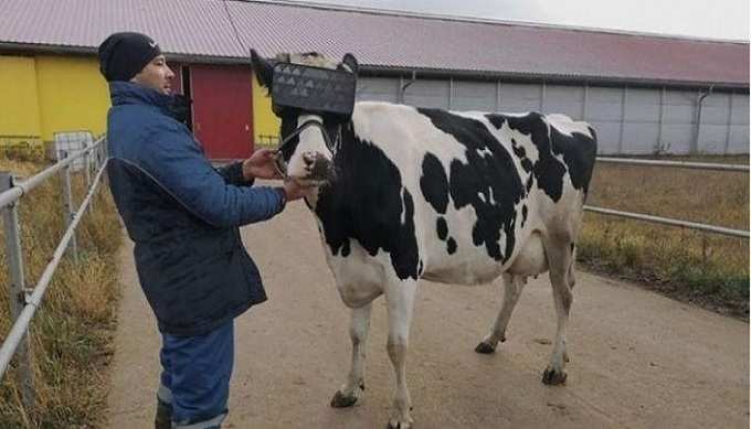 VR Cow Minister
