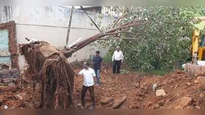 ಮೈಸೂರಲ್ಲಿ ಉತ್ತಮ ಗಾಳಿಗಾಗಿ ಅರಳಿ ಮರವನ್ನೇ ಸ್ಥಳಾಂತರ ಮಾಡಿದ ಎನ್‌ಜಿಒ