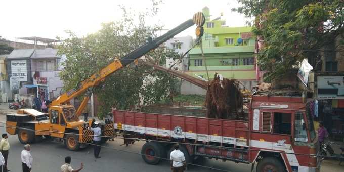 ಲಾರಿ ಏರಿದ ಅರಳಿ ಮರ