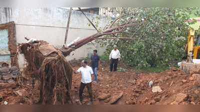 ಮೈಸೂರಲ್ಲೂ ಅರಳಿಮರ ಸ್ಥಳಾಂತರ