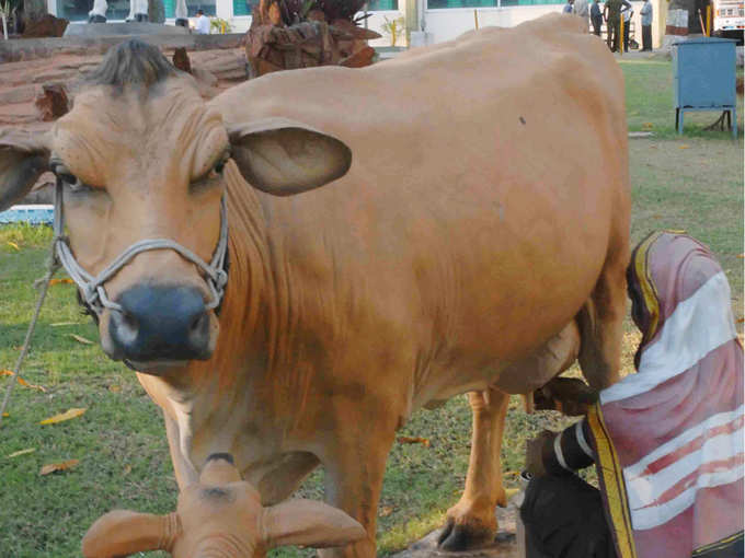 ​ರಾಸಿನ ಹಿಂಭಾಗ ದೊಡ್ಡದಾಗಿರಬೇಕು