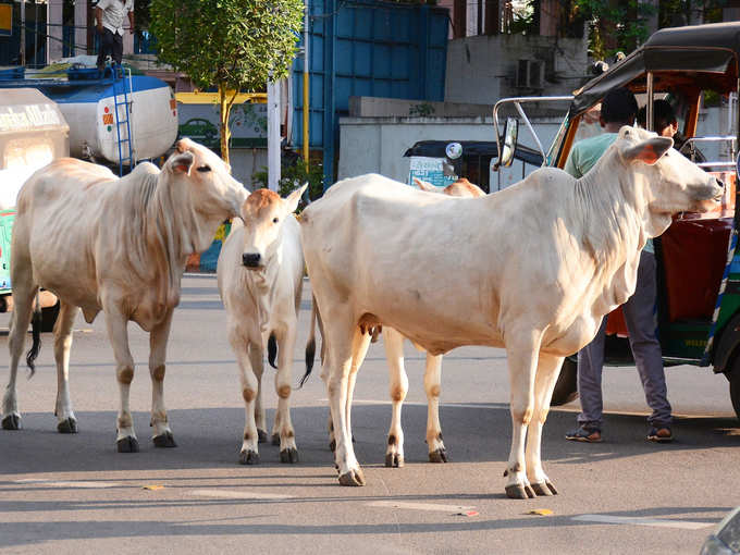 ​ಹೈನುರಾಸಿನ ಆಯ್ಕೆ ಕ್ರಮವೇನಾದರೂ ಇದೆಯೇ?