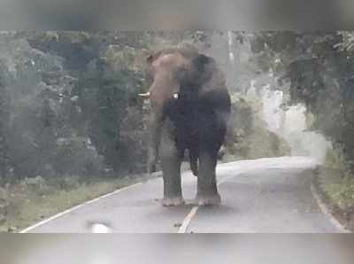 নৈনিতালে বাস আটকে বুনো হাতির তাণ্ডব, শুঁড়ে করে আছাড় সংস্কৃতের শিক্ষককে