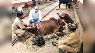 मुंबई: बीमार गाय के पेट से निकाला 18 किलो प्‍लास्टिक, नहीं बच सकी जान