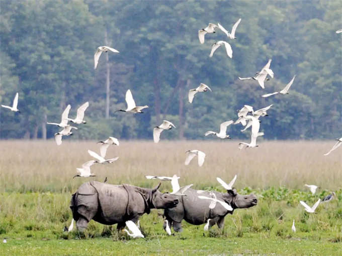 काजीरंगा नैशनल पार्क, असम