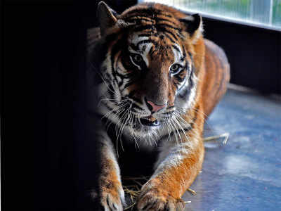 4 साल में 750 बाघ बढ़े, अब भारत में 2976 पहुंची संख्या: प्रकाश जावड़ेकर