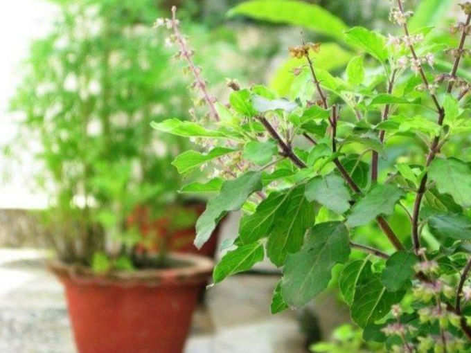 ತುಳಸಿ ಎಲೆ ಮತ್ತು ತೆಂಗಿನ ನೀರನ್ನು ಬಳಸದಿರಿ