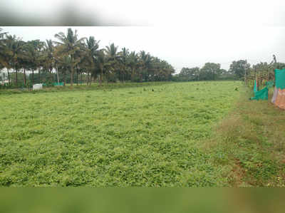 ಅಕಾಲಿಕ ಮಳೆಗೆ ಹುರುಳಿ ಬೆಳೆ ತತ್ತರ