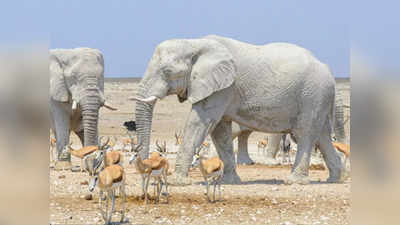 मटा ५० वर्षांपूर्वी - पांढरे हत्ती