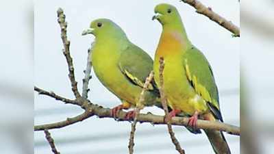 केरल: दुर्लभ हरे कबूतरों को बचाने के लिए बदला गांव की सड़क का नाम