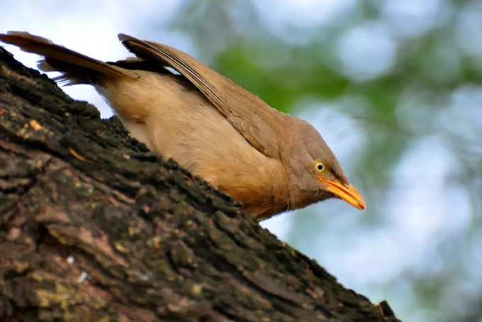 ഭരത്പൂര്‍