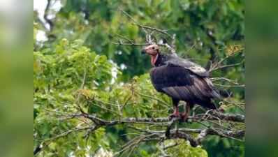 ഈ നാട്ടിലെ കഴുകന്മാര്‍ എങ്ങോട്ടാണ് പോകുന്നത്? 13 വര്‍ഷത്തിനിടെ 70% കുറവ്; കാരണം അജ്ഞാതം!