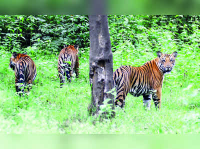 ಡೈರಿ ಡೇಗೆ ಹುಲಿ ಪ್ರೇಮ