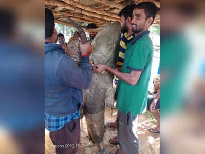 ತುಂಗಾ ಹಿನ್ನೀರಿನಲ್ಲಿಬಲೆಗೆ ಬಿದ್ದ ಆಜಾನುಬಾಹು ಮೀನು !