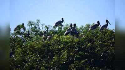 वाढत्या तापमानामुळे पक्ष्यांनी बदलला आकार