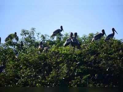 वाढत्या तापमानामुळे पक्ष्यांनी बदलला आकार