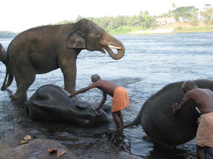 ​ಆನೆ ಸವಾರಿ