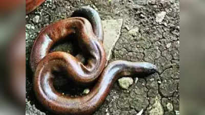 सँड बोआ: ३ कोटींचा साप, वाढवतो सेक्स पॉवर
