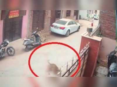 VDO: তিলতলার বিল্ডিং থেকে কুকুরছানাকে ছুড়ে মারল একদল মদ্যপ, খবর পেয়েও নিষ্ক্রিয় পুলিশ