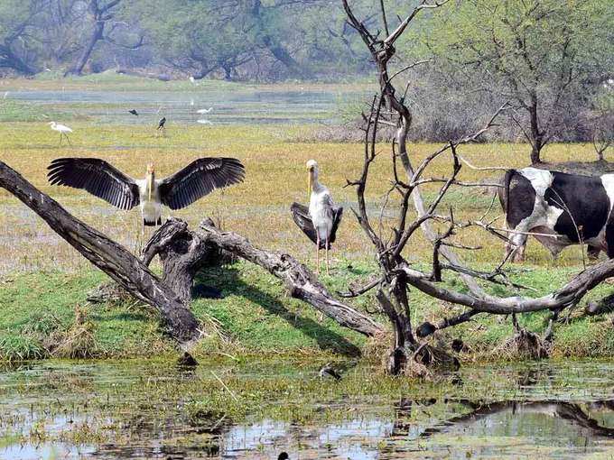 भरतपुर बर्ड सैंक्चुरी, राजस्थान