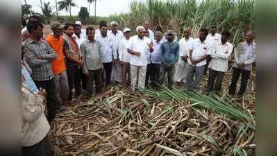 38 ಗುಂಟೆಯಲ್ಲಿ155 ಟನ್‌ ಕಬ್ಬು !