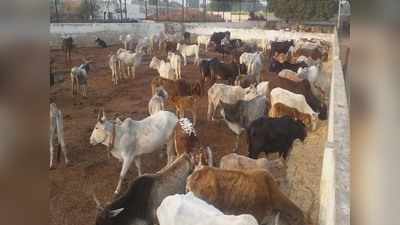 मथुरा: भूख और बीमारी से दो दर्जन से अधिक गायों की मौत
