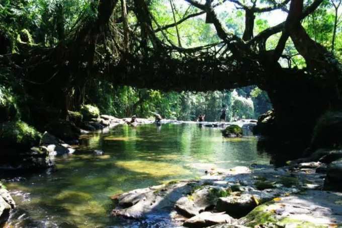 root bridge 2