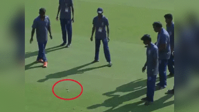 रणजी: एका सापाने थांबवला क्रिकेटचा सामना
