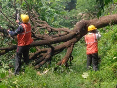 आरेतील कारडेपोचे भवितव्य १५ दिवसांत?