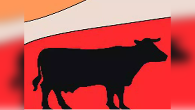 यूपी में सरकारी गोशाला में 9 गायों की मौत, दो कर्मचारी निलंबित