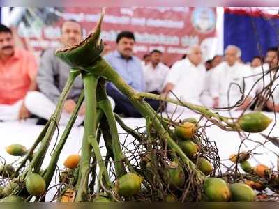 ಅಡಕೆ ಆರೋಗ್ಯಕ್ಕೆ ಹಾನಿಕಾರಕ ಅಲ್ಲ: ಸಂಶೋಧನೆಗೆ ಕೇಂದ್ರದ ಮೇಲೆ ಒತ್ತಡ