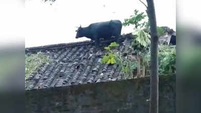 खराब मौसम से बचने के लिए छत पर चढ़ गई गाय, सोशल मीडिया पर वायरल हुई तस्वीर