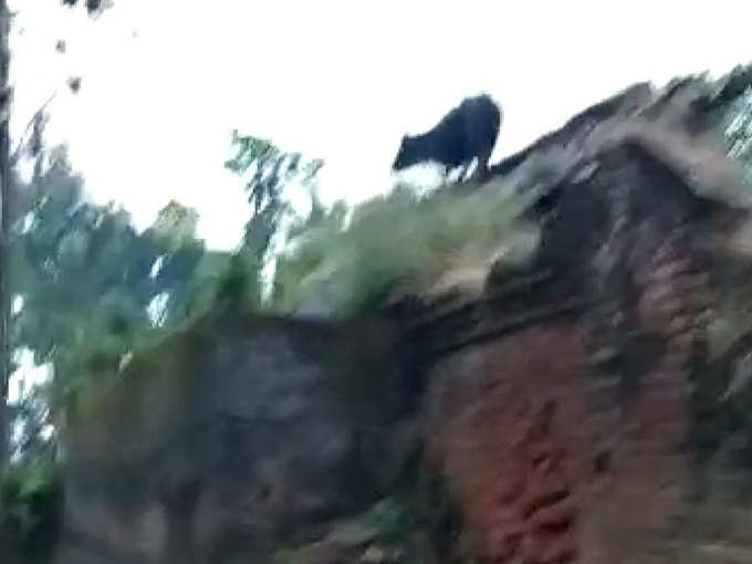 मकान की छत पर चढ़ी गाय