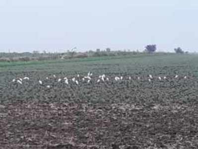 ಕಡಲೆಗೆ ಕೀಟ ಕಿರಿಕಿರಿ, ತಡೆಗೆ ‘ಚುರುಮುರಿ’