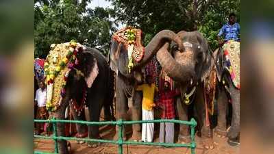 குதூகலமாக ஓடிவரும் யானைகள்; மேட்டுப்பாளையம் புத்துணர்ச்சி முகாமில் சுவாரஸியம்!