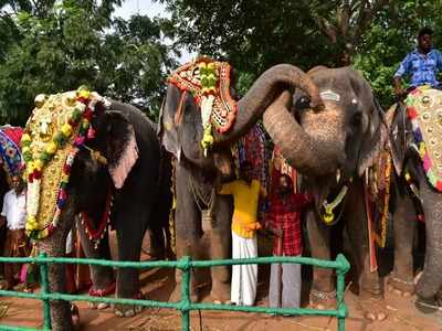 குதூகலமாக ஓடிவரும் யானைகள்; மேட்டுப்பாளையம் புத்துணர்ச்சி முகாமில் சுவாரஸியம்!