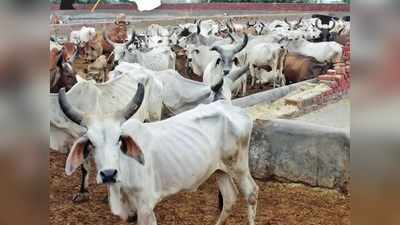 ग्‍वालियर: गोशाला में 10 गायों को कंबल दान देंगे तब मिलेगा बंदूक का लाइसेंस