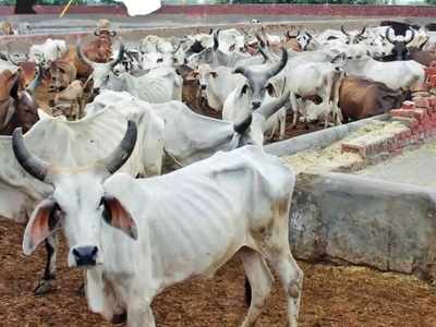 ग्‍वालियर: गोशाला में 10 गायों को कंबल दान देंगे तब मिलेगा बंदूक का लाइसेंस