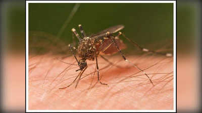 मुंबई: चाइना की मशीन से मारे जाएंगे मच्छर, बीएमसी कर रही है 3.75 करोड़ की खरीदारी