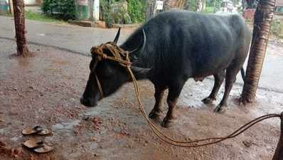 ಡಿ.31ರಿಂದ ಜ.3ರವರೆಗೆ ಮಾರಿಕಾಂಬ ಜಾತ್ರೆಗೆ ಸಿದ್ಧತೆ