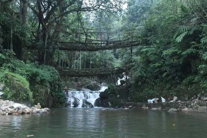 മേഘാലയിലെ ജീവനുള്ള പാലങ്ങള്‍