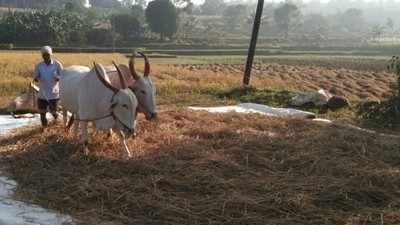 ಉತ್ಪನ್ನಗಳು ದಲ್ಲಾಳಿಗಳ ಪಾಲು; ರೈತರಿಗೆ ಸಿಗುತ್ತಿಲ್ಲ ಯೋಗ್ಯ ದರ