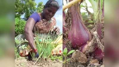 அடடே... குறையப் போகுது வெங்காய விலை!