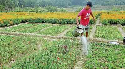 সামনেই বড়দিন, ফুল না ফোটায় হতাশ পূর্বস্থলীর চাষিরা