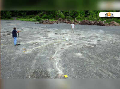 বিশ্বের প্রাচীনতম অরণ্যের সন্ধান নিউ ইয়র্কে