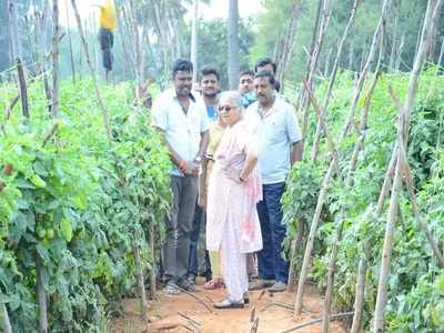 10 ಅಡಿ ಎತ್ತರ ಟೊಮೇಟೋ ಬೆಳೆ..! ಸೊಂಪಾಗಿ ಬೆಳೆದ ಗಿಡಗಳನ್ನು ಕಂಡು ಸುಧಾಮೂರ್ತಿ ಅಚ್ಚರಿ..!