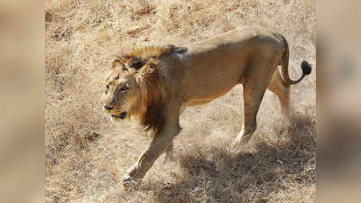 गुजरात: अमरेली में शेर ने हमला कर मजदूर को मौत के घाट उतारा