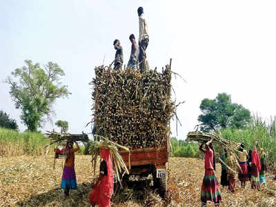 महिलांची गर्भाशय शस्त्रक्रिया; राऊतांचे CM ना पत्र